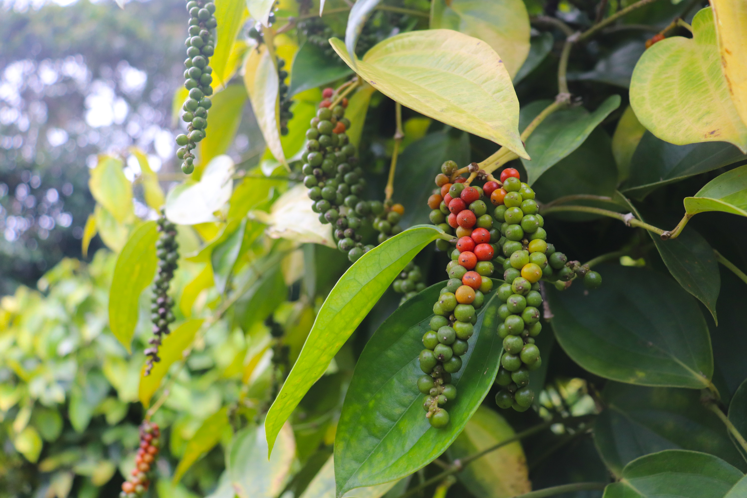 Fresh Peppercorns
