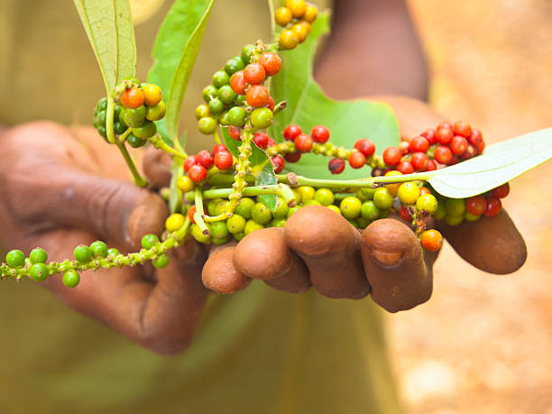 Harvesting Pepper